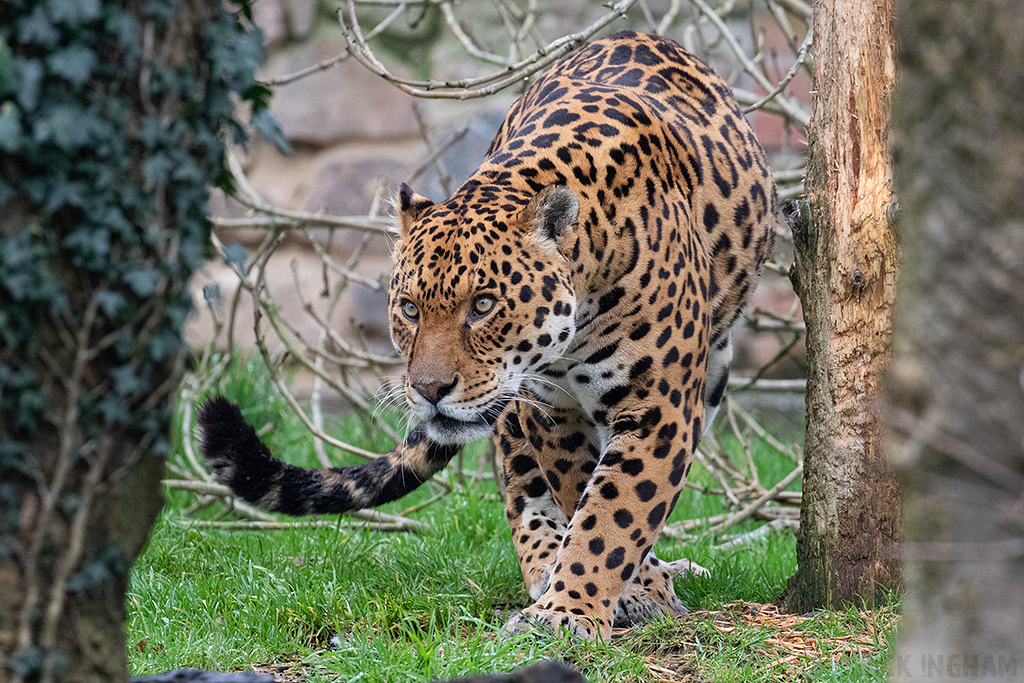 Jaguar