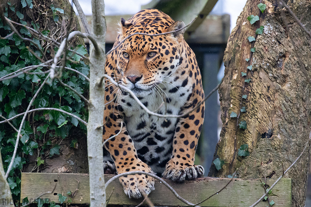 Jaguar