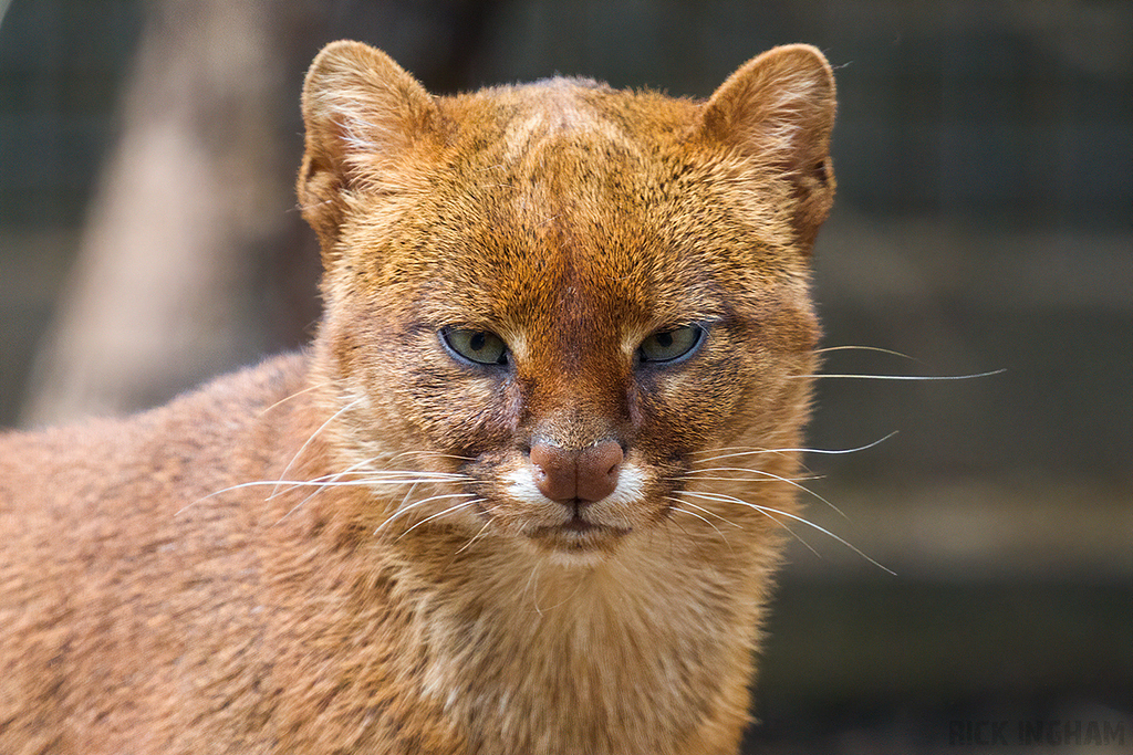 Jaguarundi
