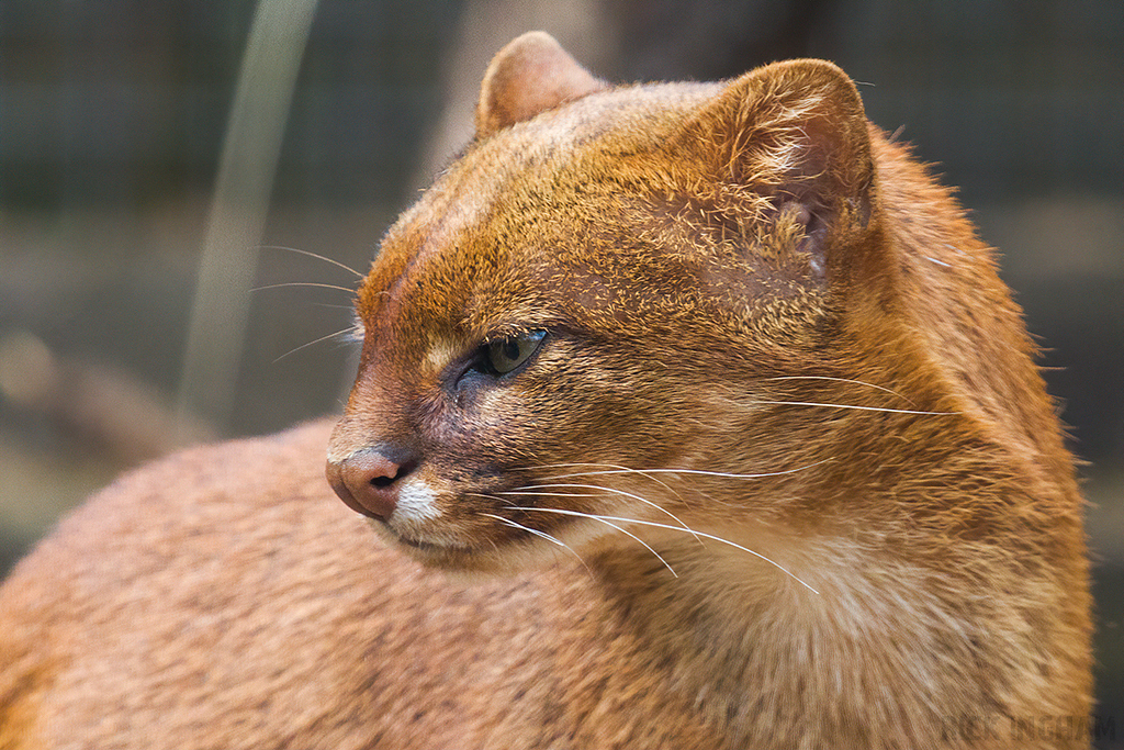 Jaguarundi