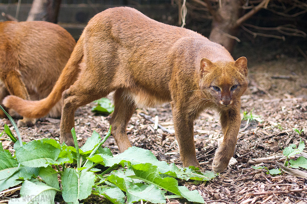 Jaguarundi