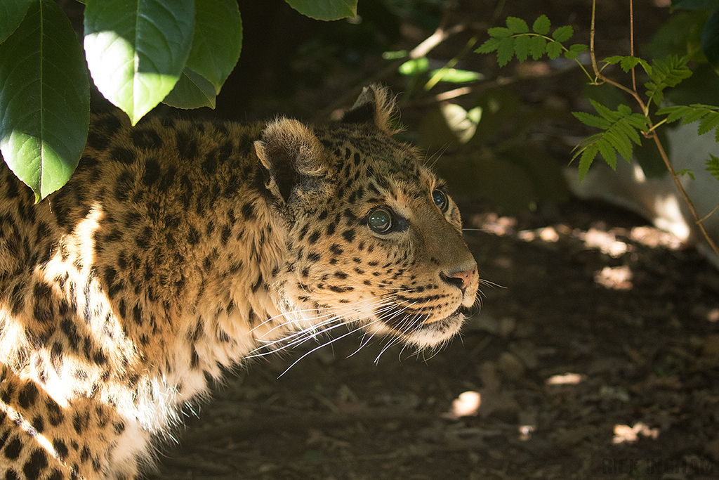 Northern Chinese leopard