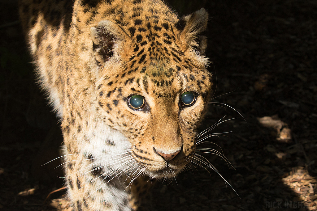 Northern Chinese leopard