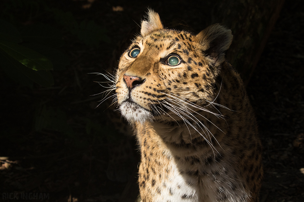 Northern Chinese leopard