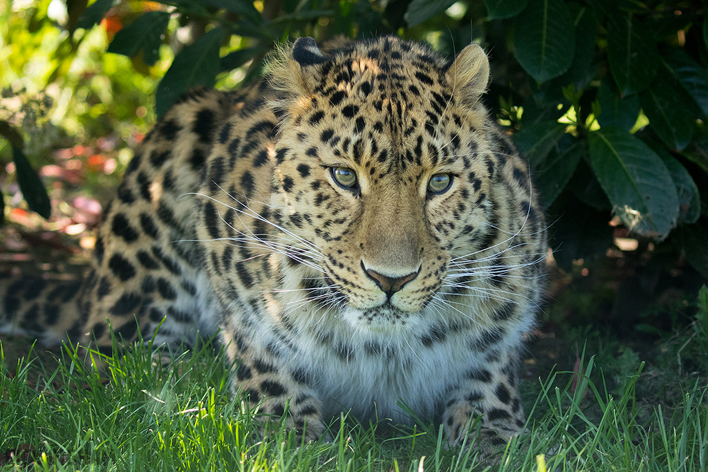 Amur leopard