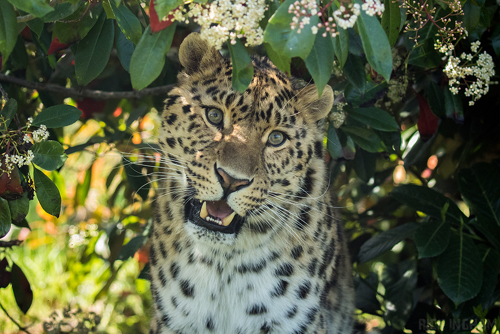 Amur leopard
