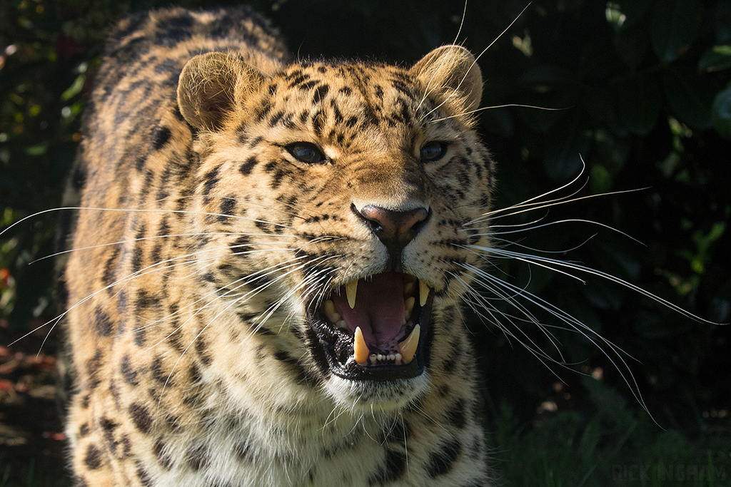 Amur leopard