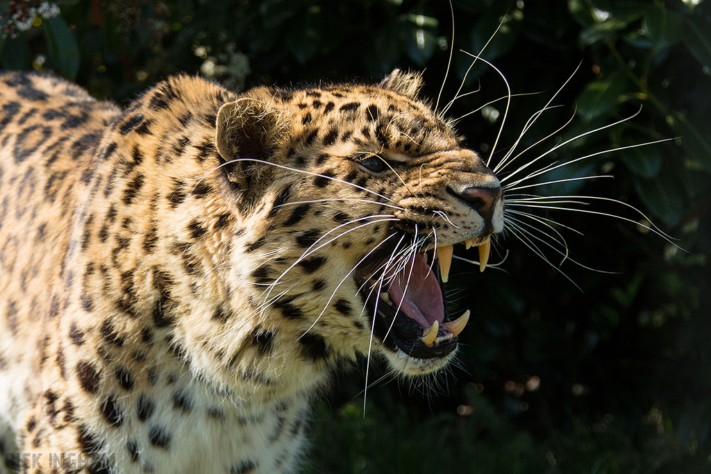 Amur leopard