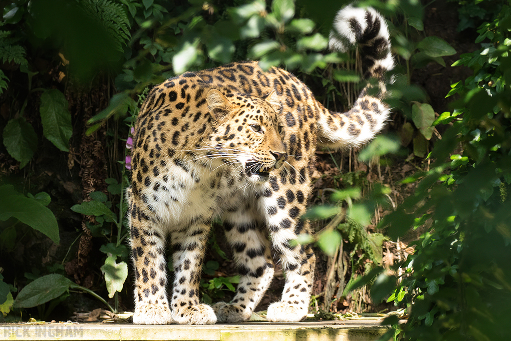 Amur Leopard