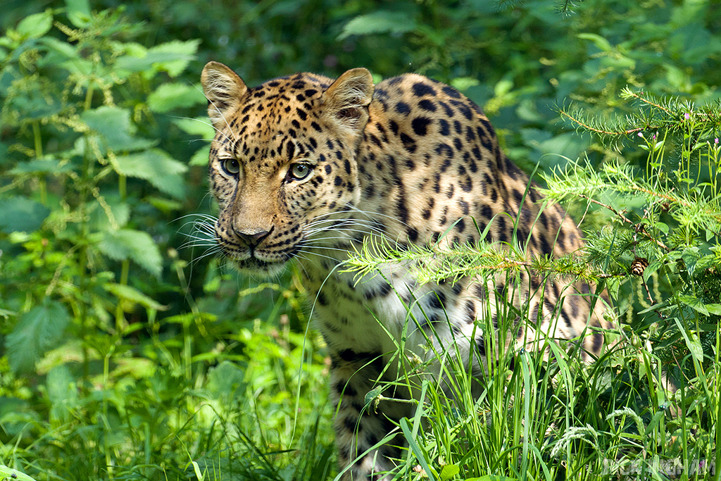 Amur Leopard