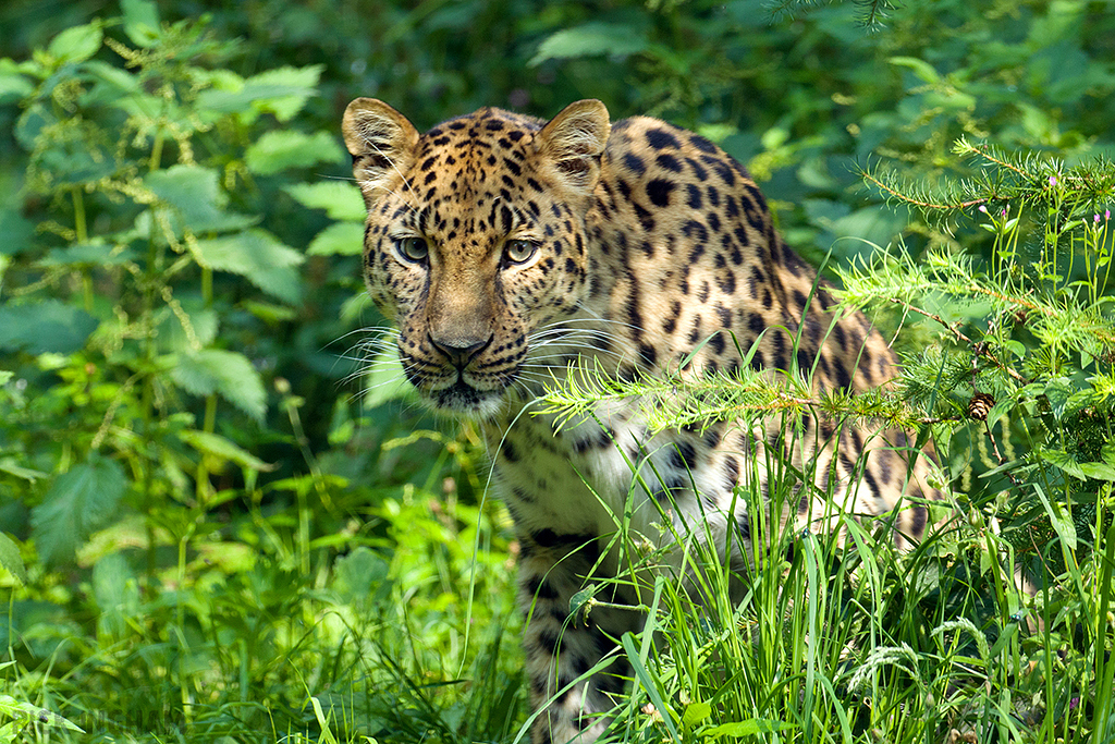 Amur Leopard