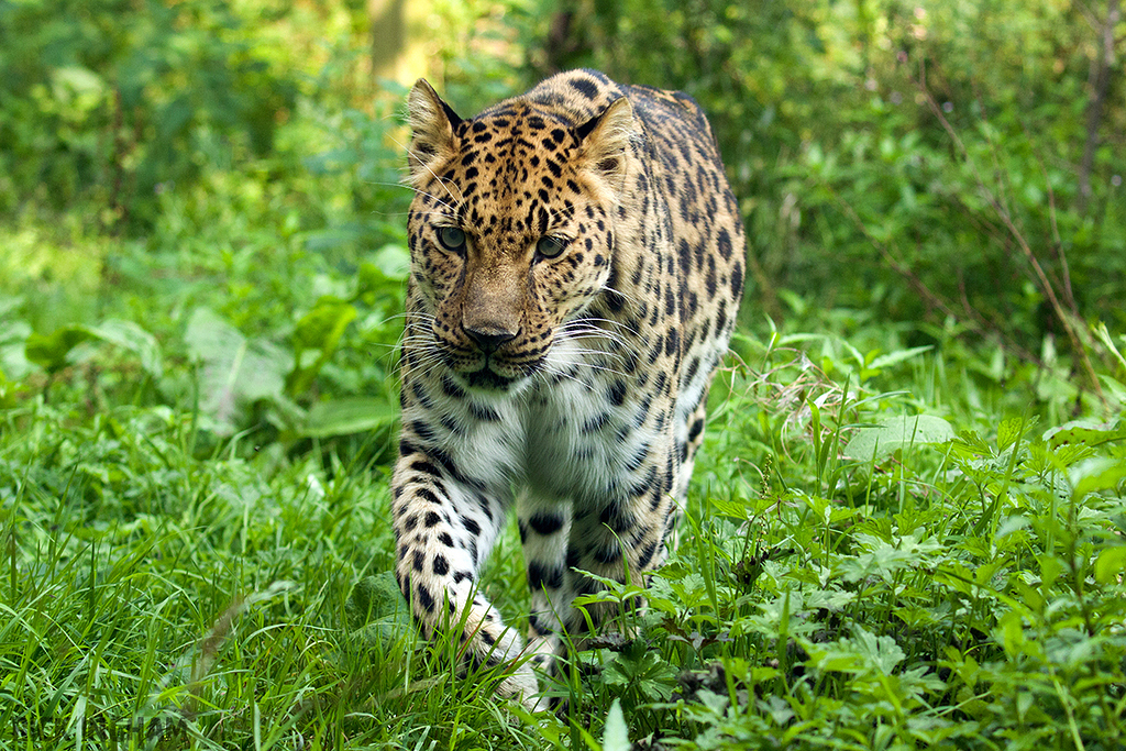 Amur Leopard