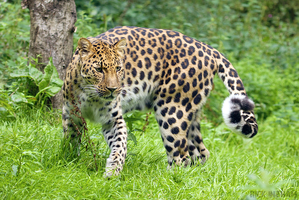 Amur Leopard