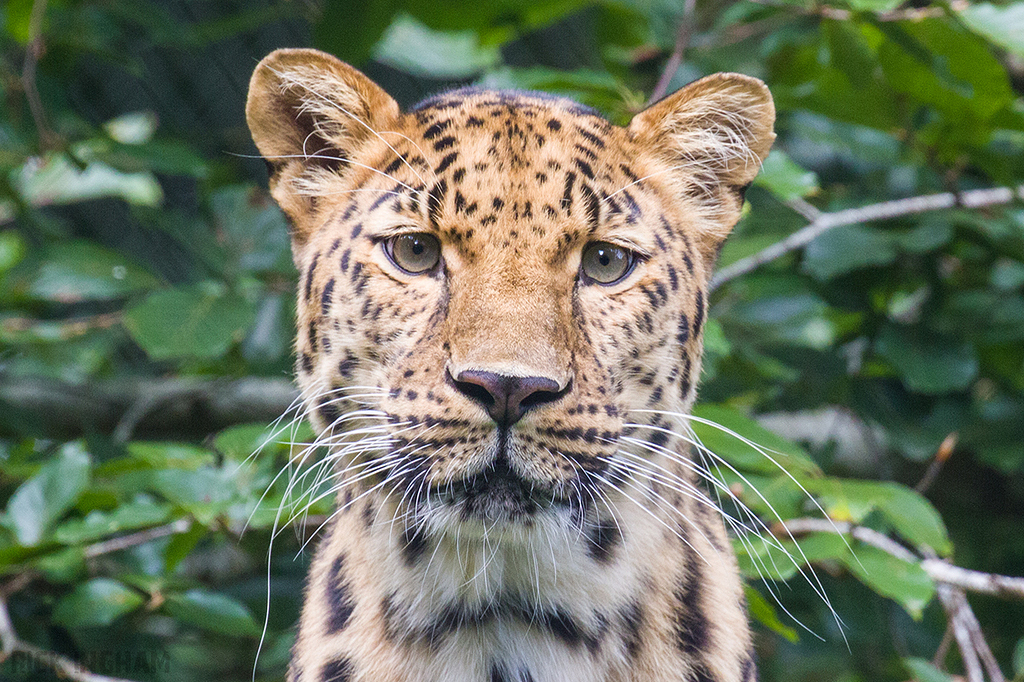 Amur Leopard