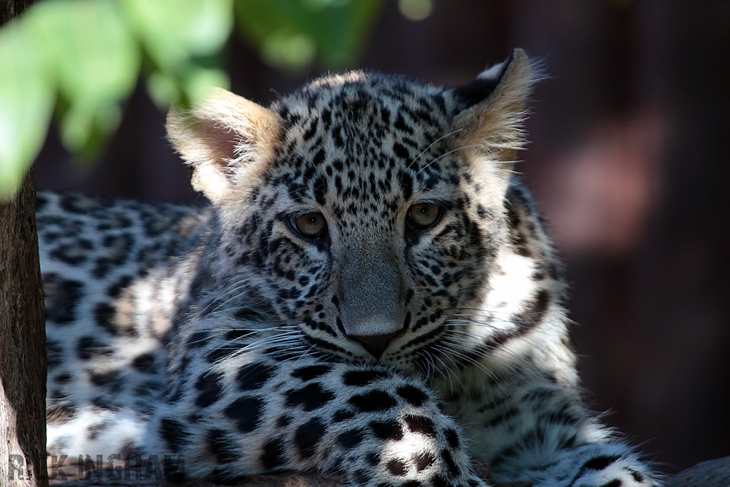 Persian Leopard (juvenile)