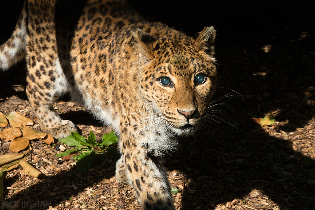 Northern Chinese leopard
