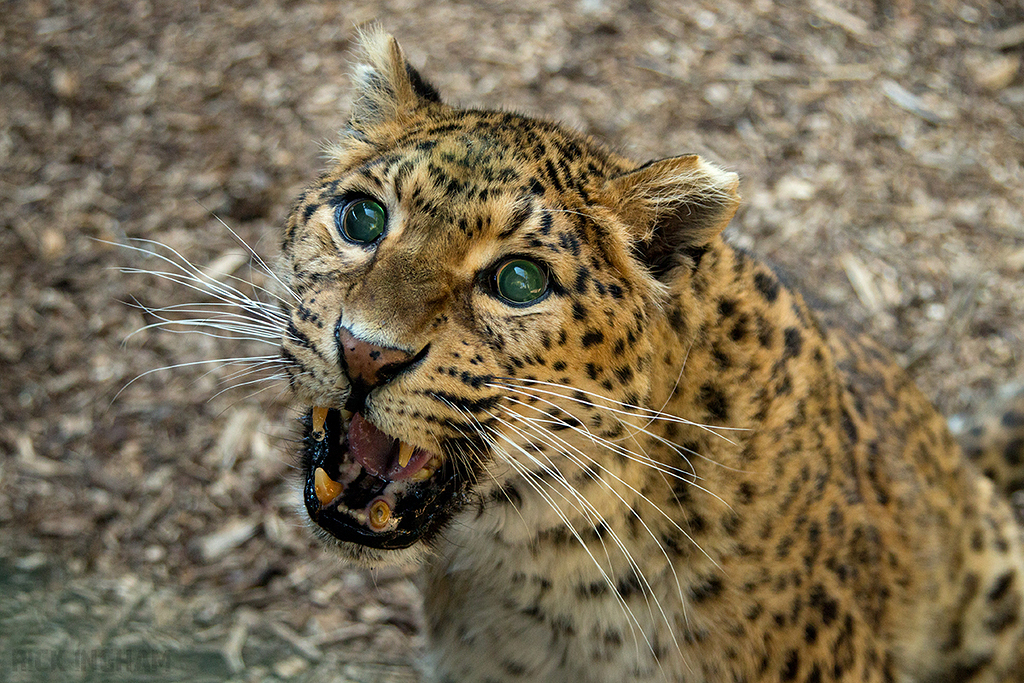 Northern Chinese leopard