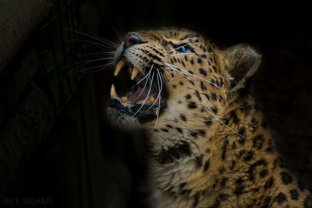 Northern Chinese leopard