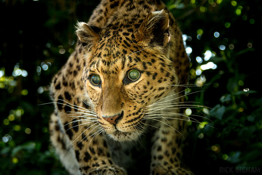 Northern Chinese leopard