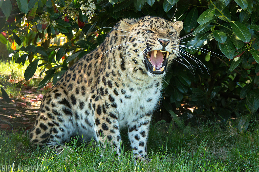 Amur leopard