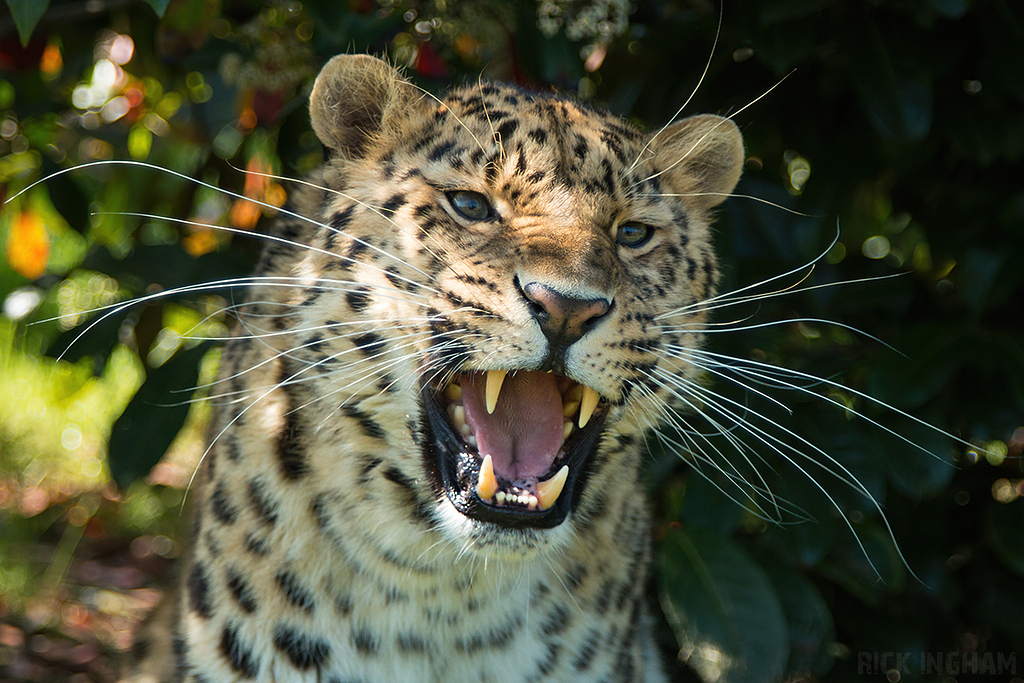 Amur leopard