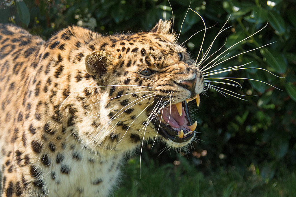 Amur leopard