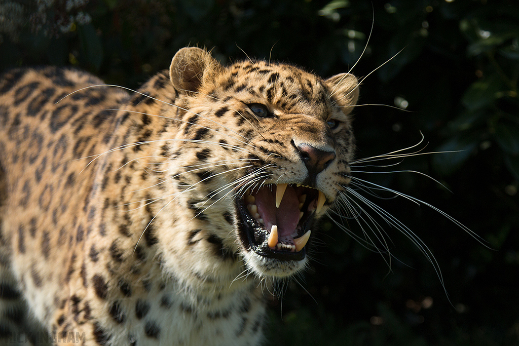 Amur leopard