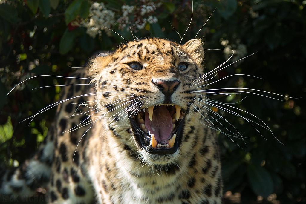 Amur leopard