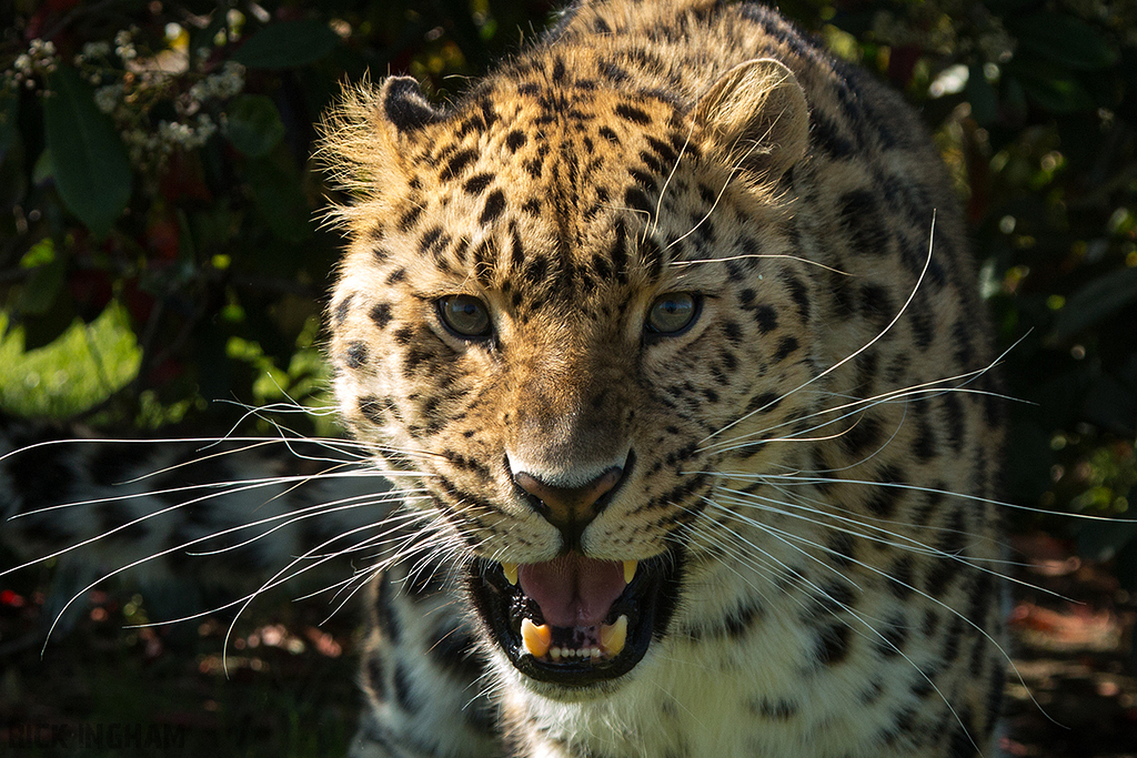 Amur leopard