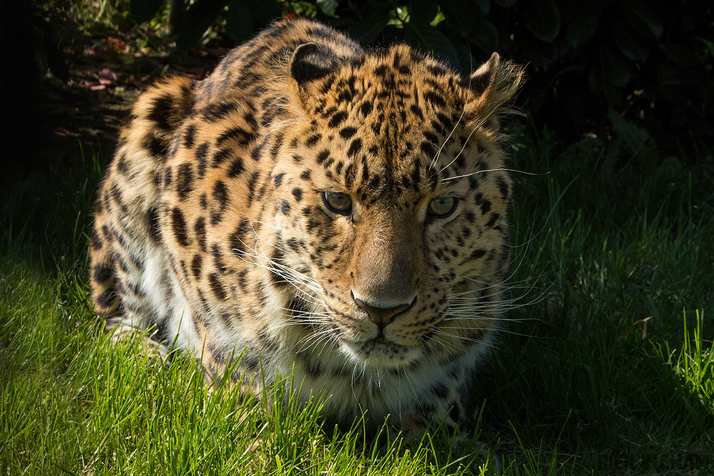 Amur leopard
