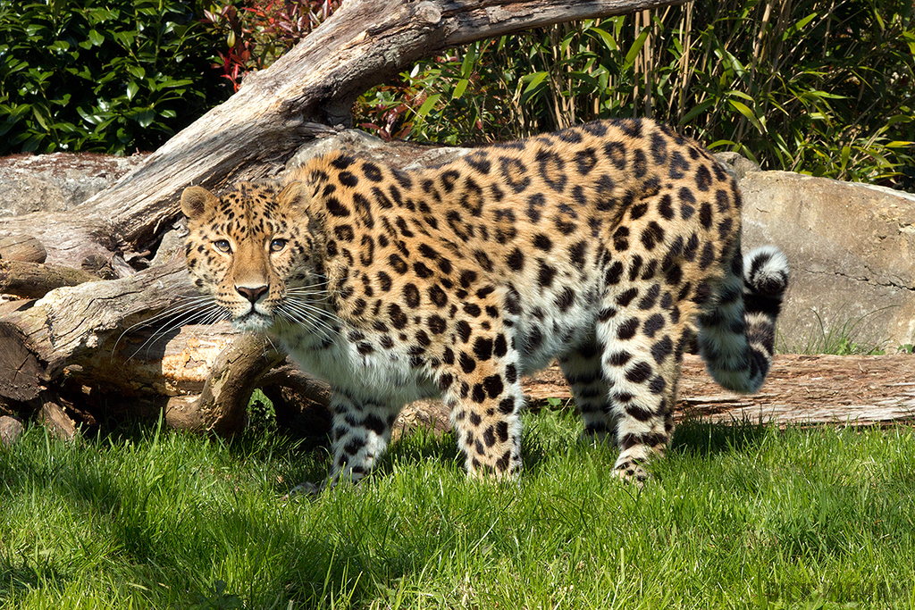 Amur leopard