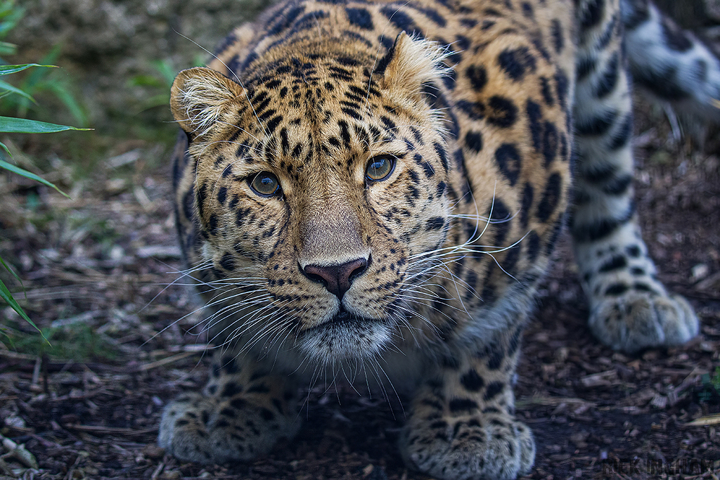 Amur Leopard