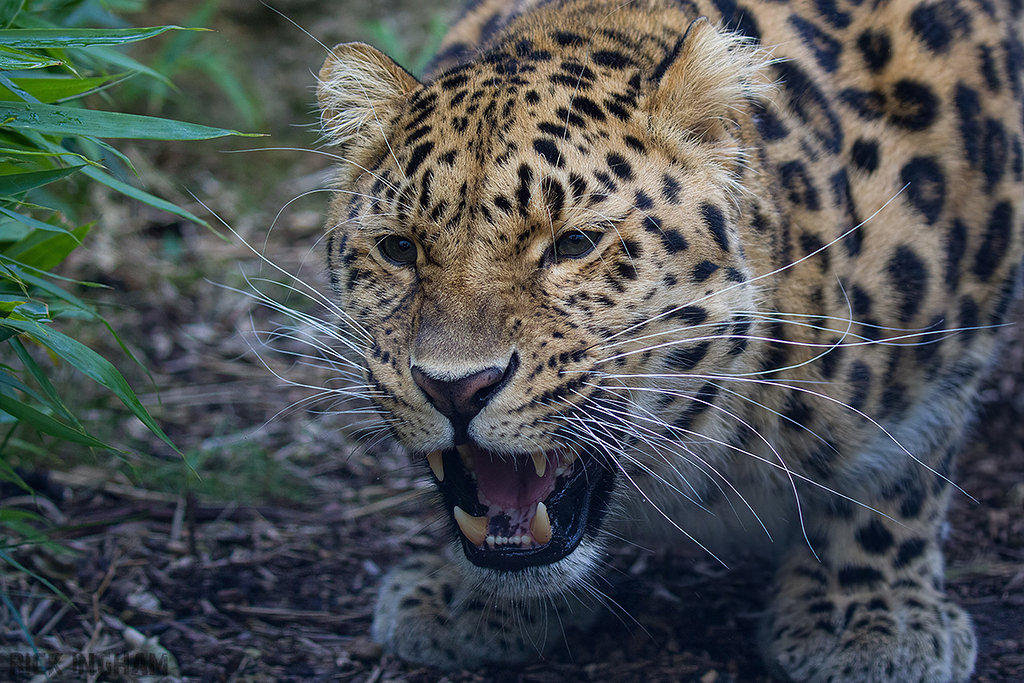Amur Leopard
