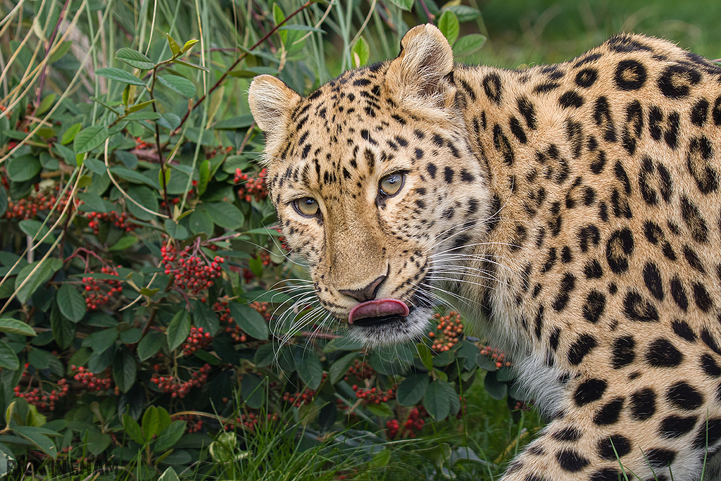 Amur Leopard