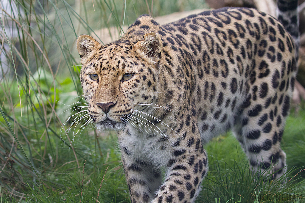 Amur Leopard