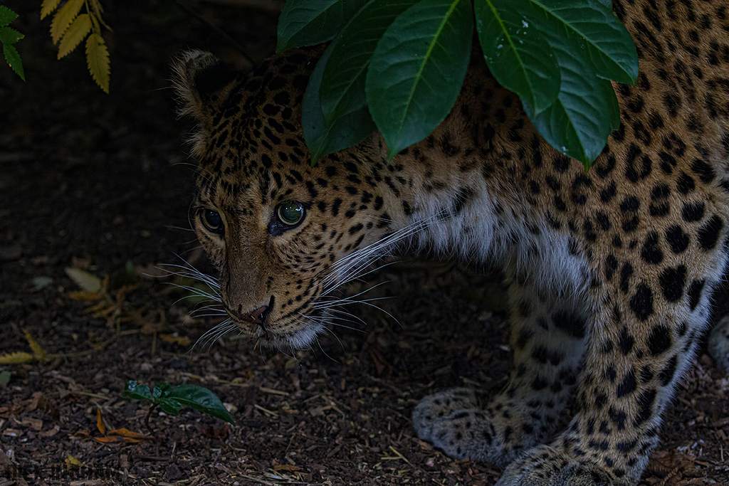 Northern Chinese leopard