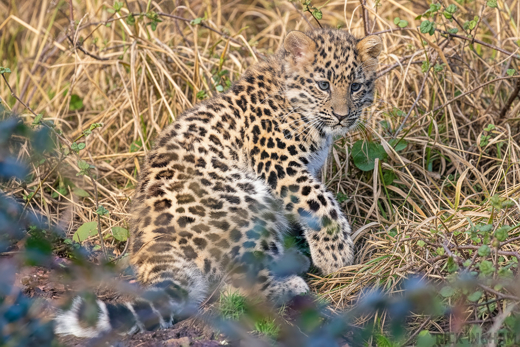 Amur Leopard | Female Cub