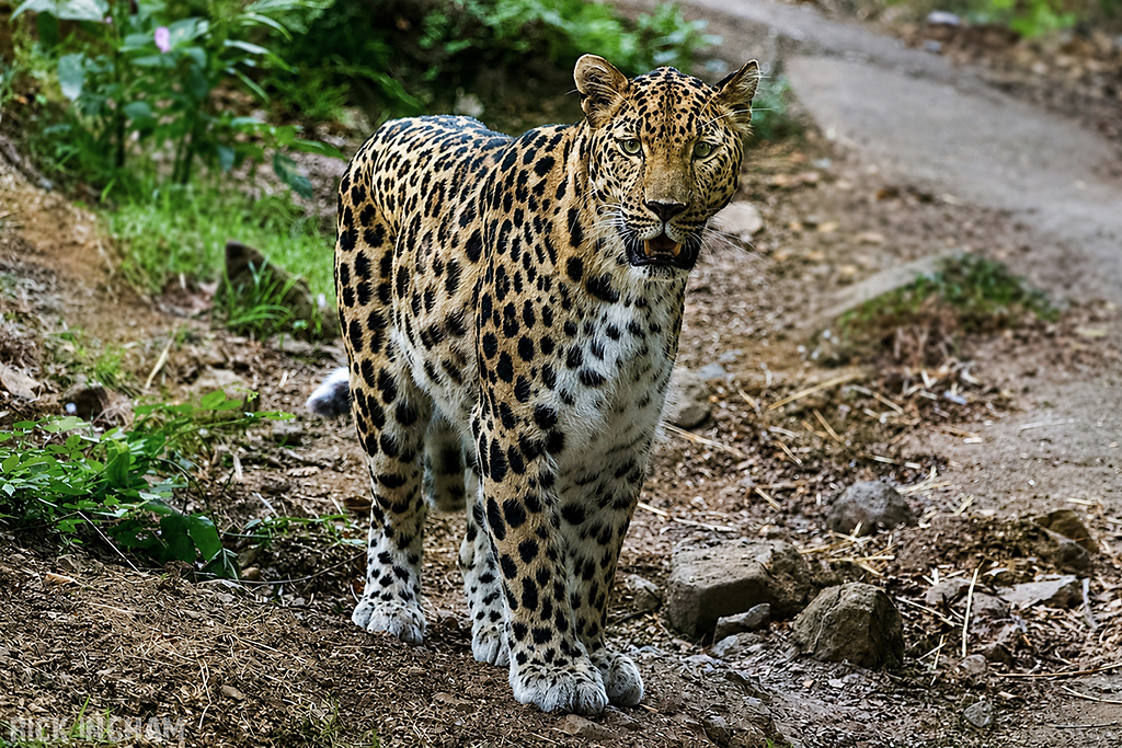 Amur leopard | Male