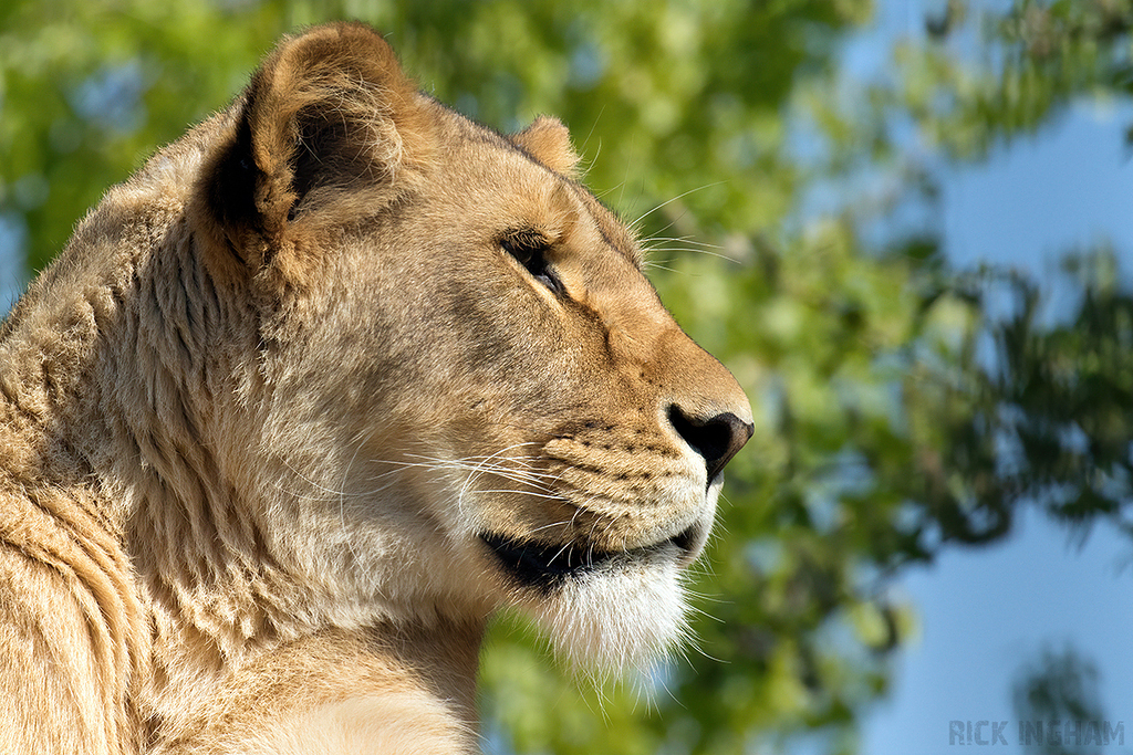 African Lion