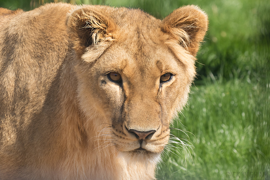 African Lion