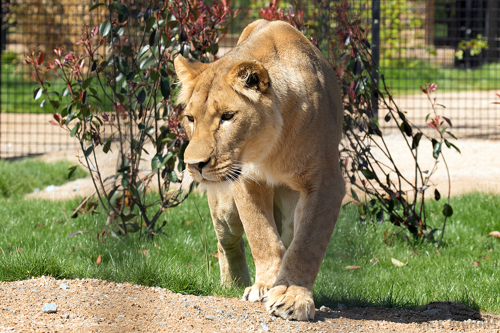 African Lion