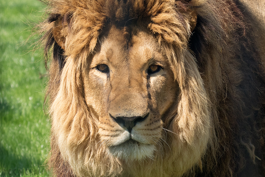 African Lion