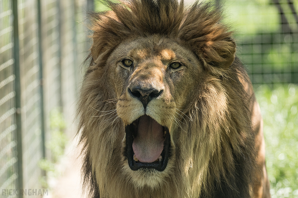 African Lion