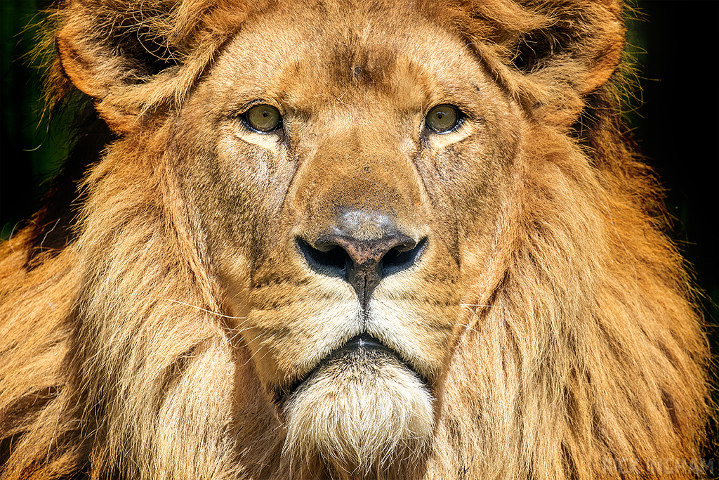 African Lion