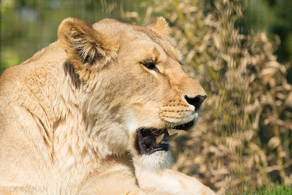 African Lion