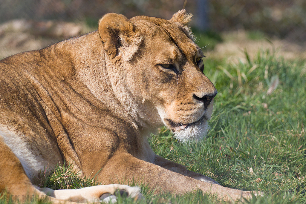 African Lion