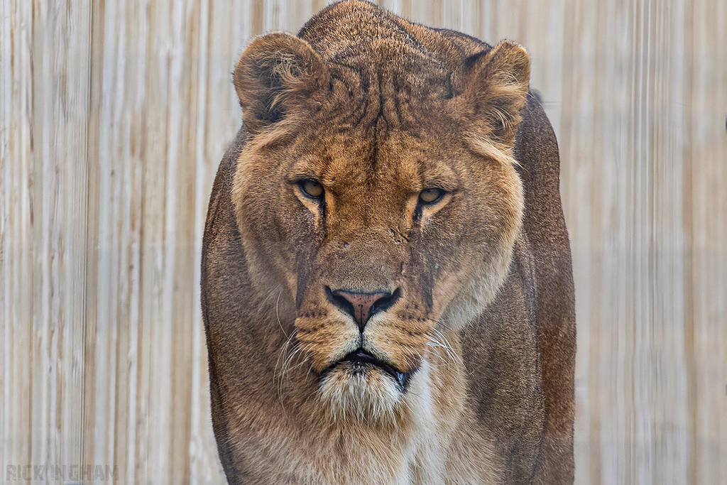 African Lion | Male