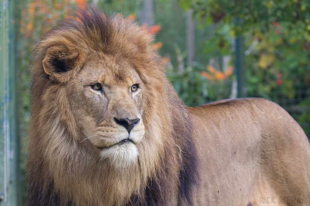 African Lion