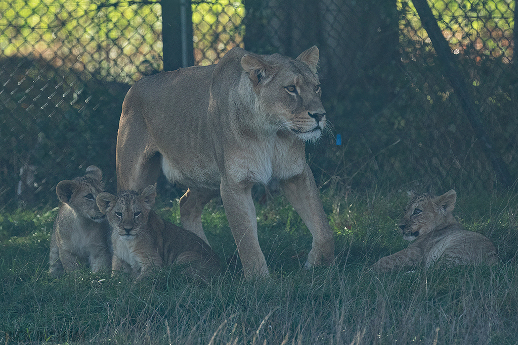 African Lion | Cub
