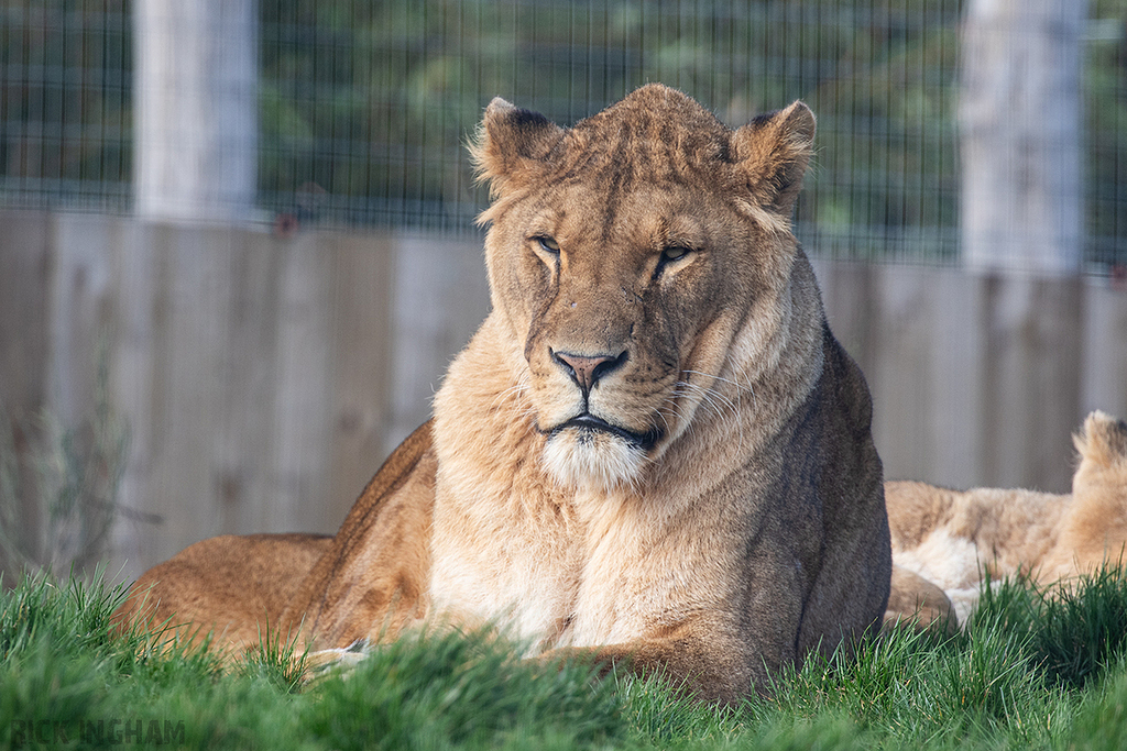 African Lion | Male